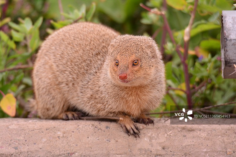 印度獴在田野上的特写，位于印度旁遮普邦图片素材