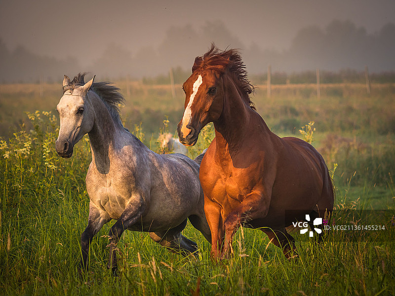 两匹奔驰的骏马图片素材