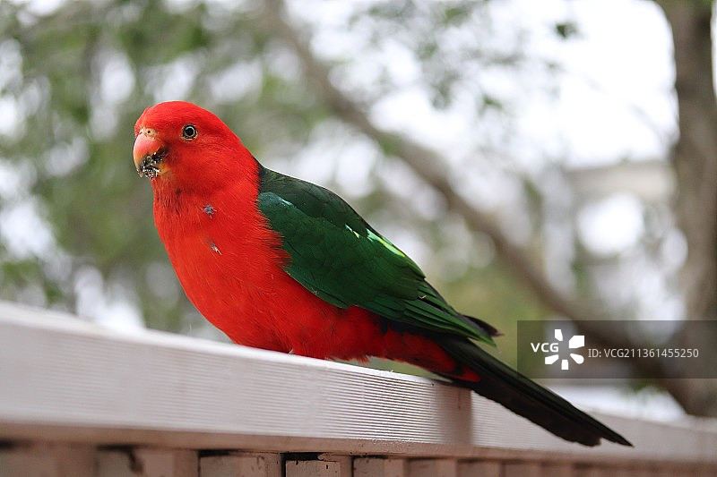 国王鹦鹉栖息在树枝上特写图片素材