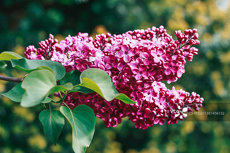粉色丁香花特写，立陶宛图片素材
