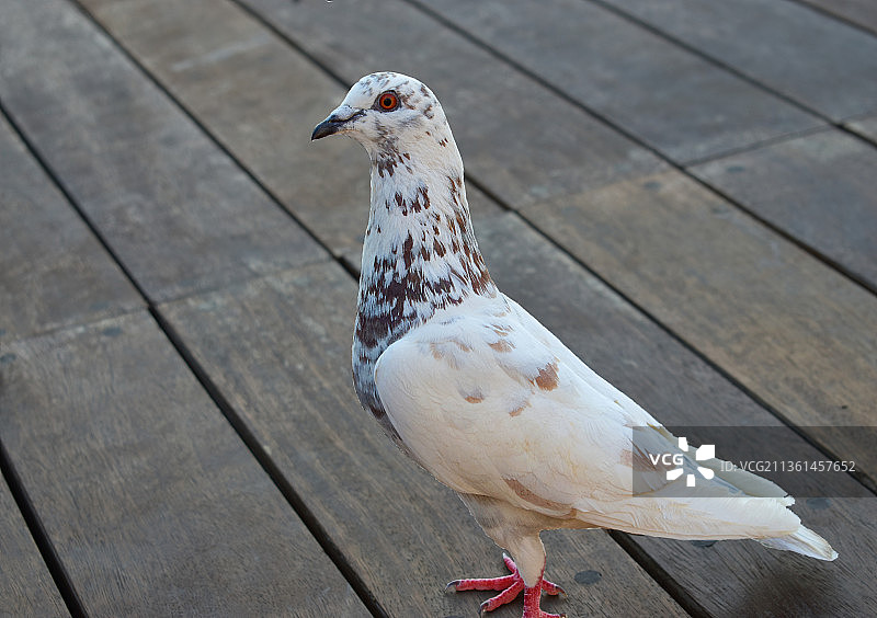 友善的鸽子，海鸥栖息在木桩上的特写图片素材