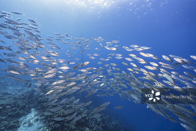 低角度拍摄的鰺鱼在海中游动图片素材