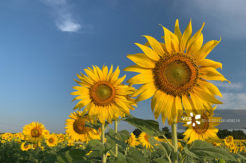 田野上，黄色向日葵的特写图片素材