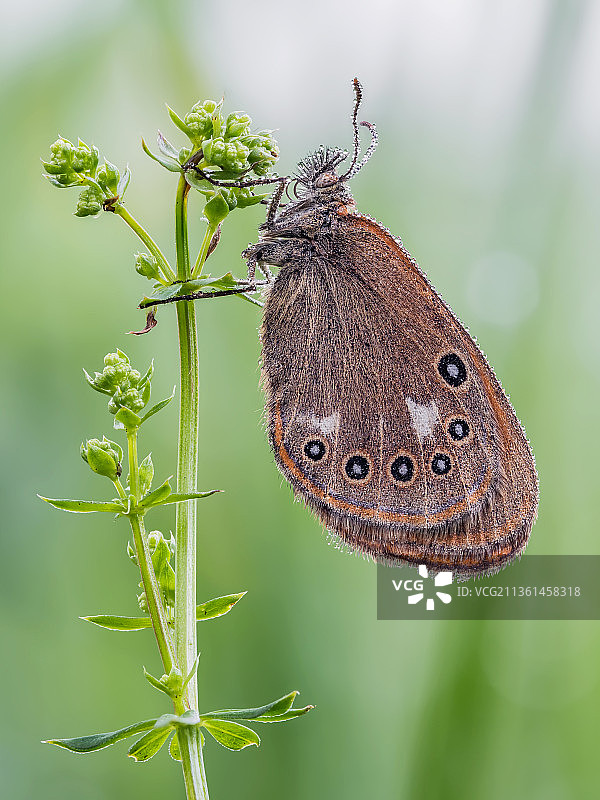 蝴蝶在花朵上采蜜特写，波兰图片素材