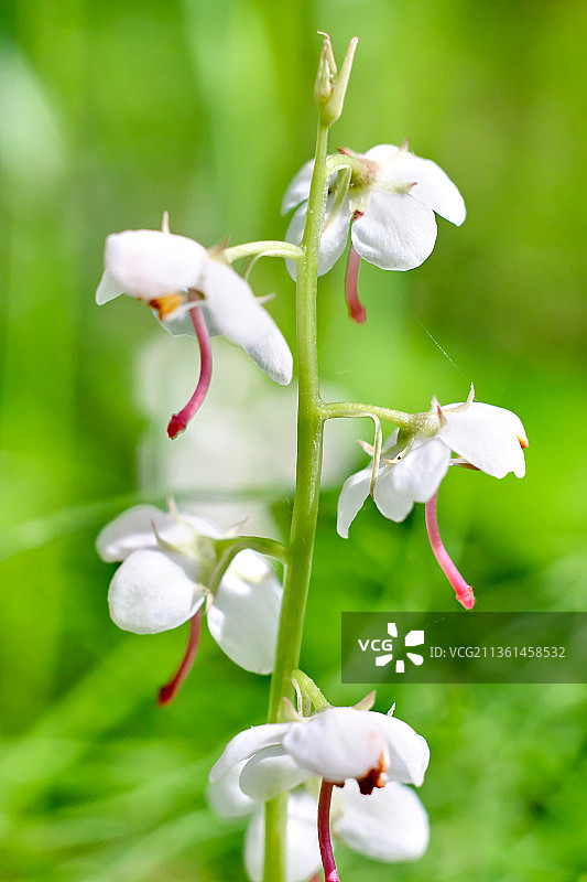 白色开花植物特写，俄罗斯斯维尔德洛夫斯克州图片素材