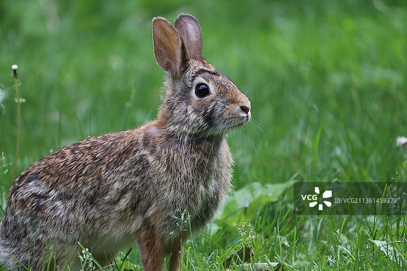 原野上的棉尾兔特写图片素材