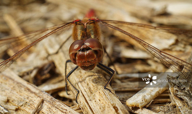 树枝上的大蜻蜓肖像图片素材