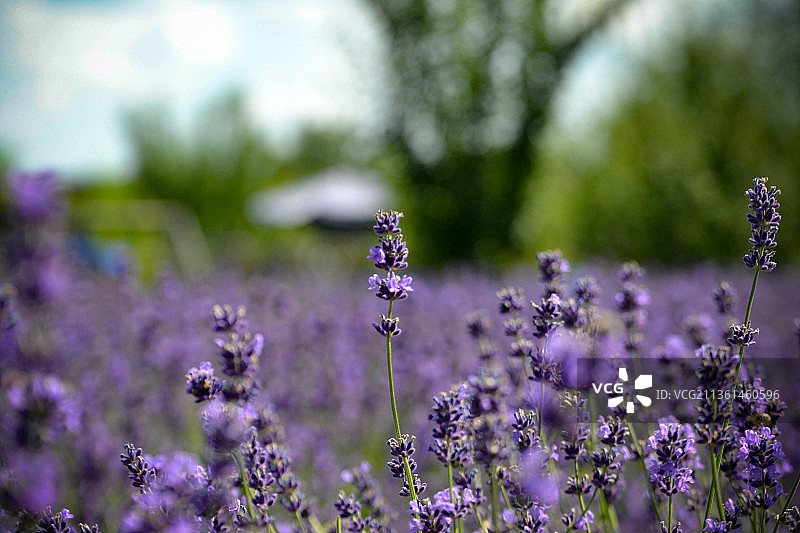 特写的紫色开花植物在田野上图片素材