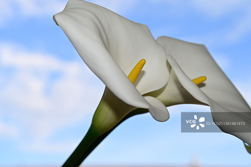 白色开花植物特写，天空背景图片素材