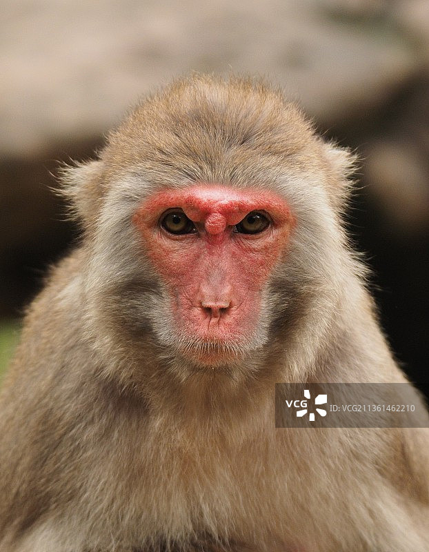 炯炯有神的眼神图片素材