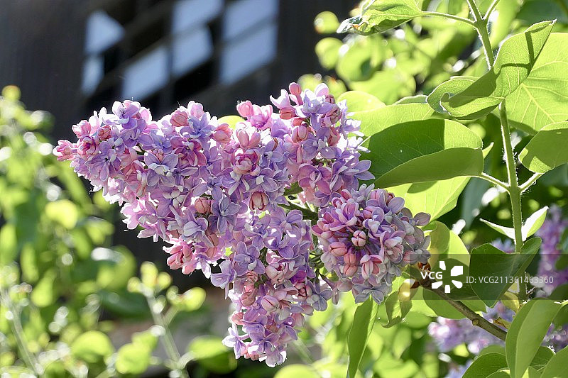 捷克共和国的普通丁香和没有玻璃的旧木建筑图片素材
