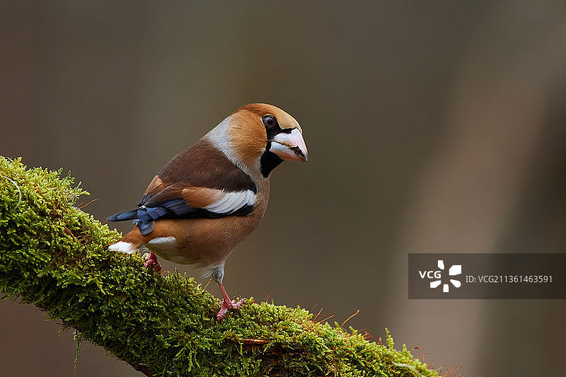 栖息在树上的燕雀特写图片素材