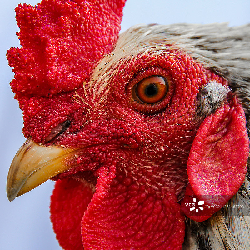鸡脸特写图片素材
