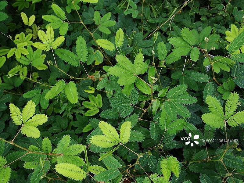 勿碰我，叶子的全画幅照片图片素材