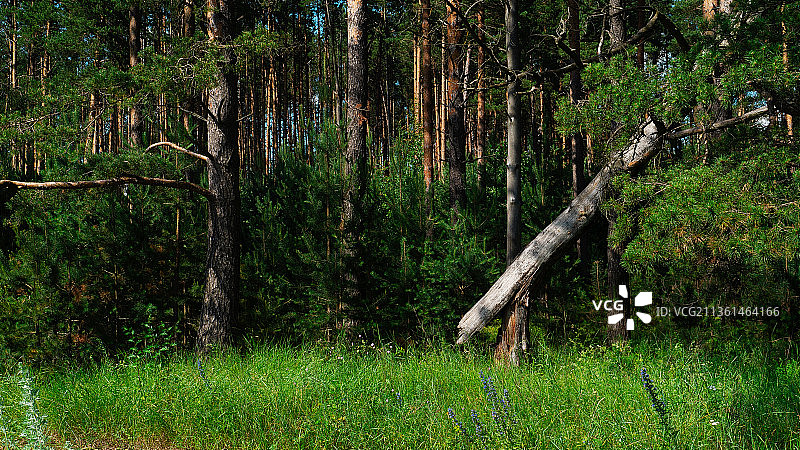 俄罗斯布良斯克州布良斯克市森林中的树木图片素材