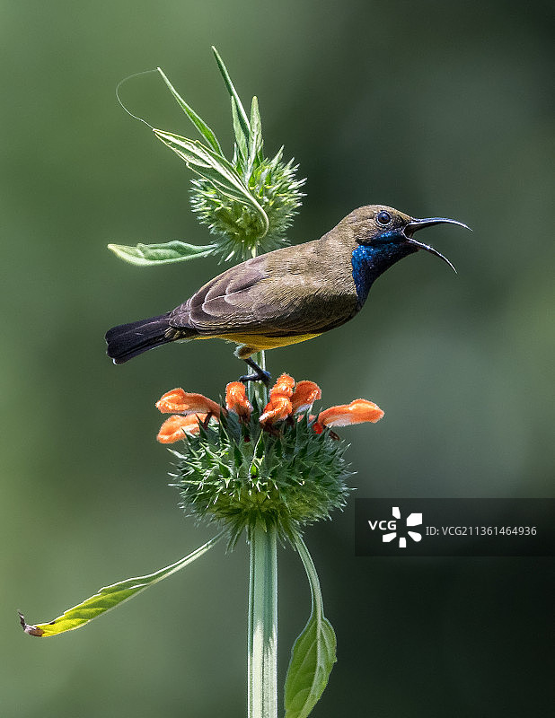 越南花丛中的鸟图片素材