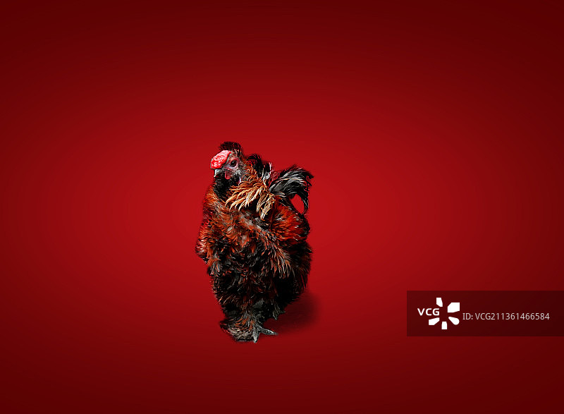 食物特写，红色背景，泰国曼谷图片素材