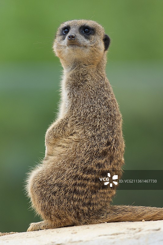向远处看的猫鼬特写图片素材