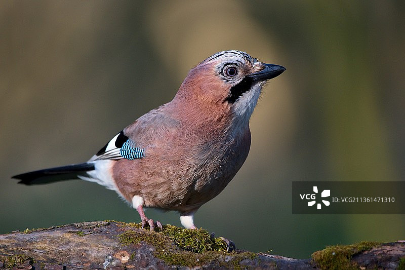 松鸦栖息在岩石上的特写，斯洛伐克图片素材