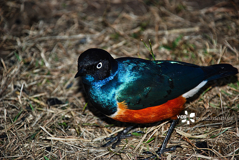 时机已到，近距离观察栖息在田野上的极好的欧椋鸟图片素材