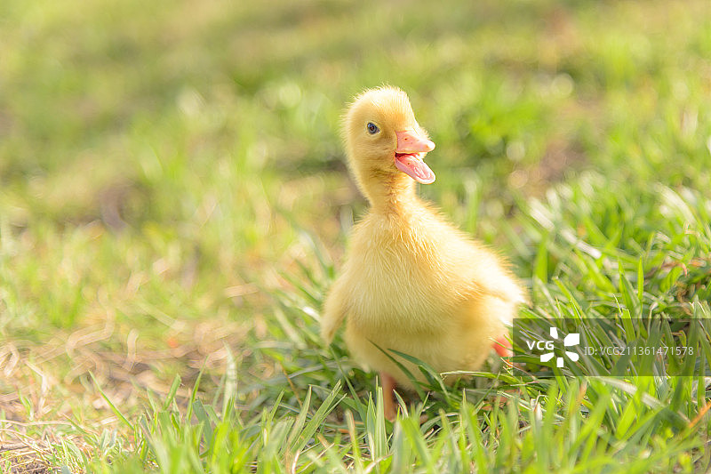 鸭子故事：草地上麝香鸭的特写，克罗地亚图片素材