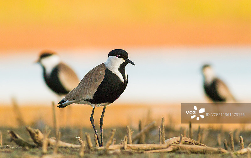 以色列田野上鸻鸟的彩色冬日傍晚特写图片素材