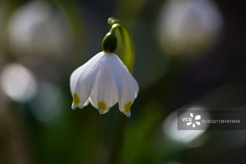 白色开花植物特写图片素材