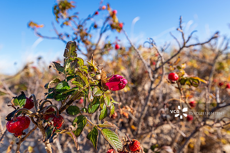 海边的野玫瑰：美国马萨诸塞州韦尔弗利特，田野上红色开花植物的特写图片素材