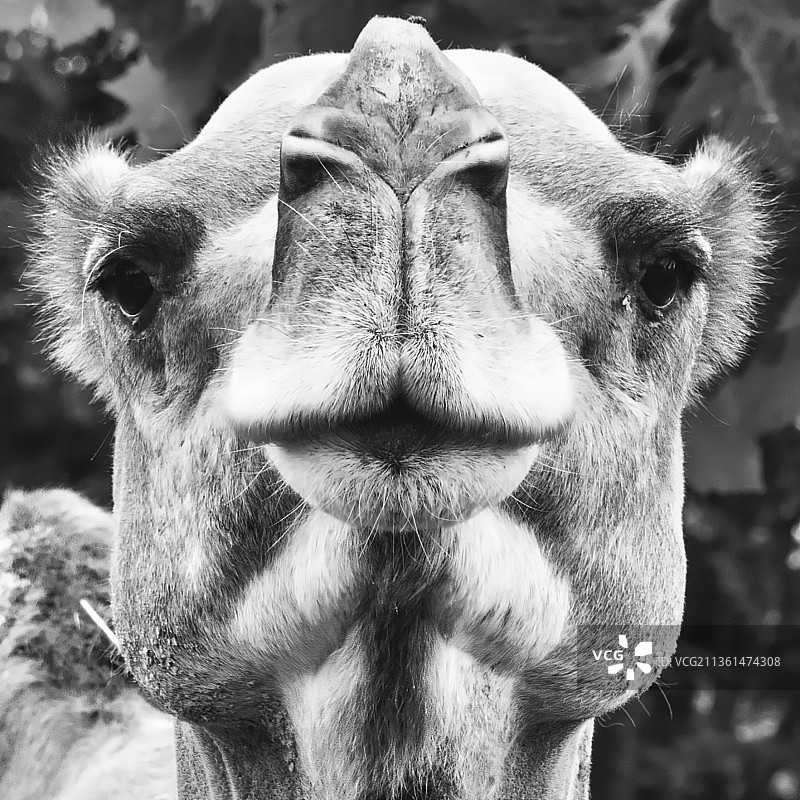 法国奶牛特写图片素材