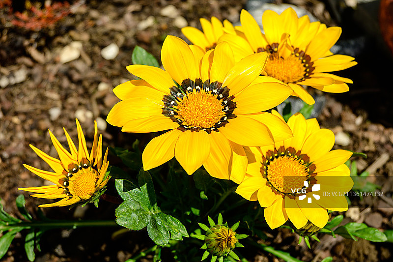 黄色植物田野高角度视图图片素材