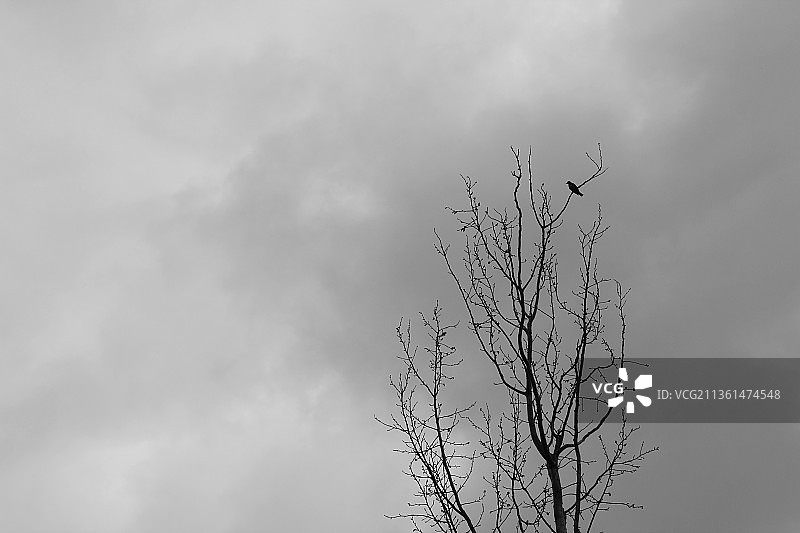 树枝上的乌鸦，仰视光秃秃的树木图片素材