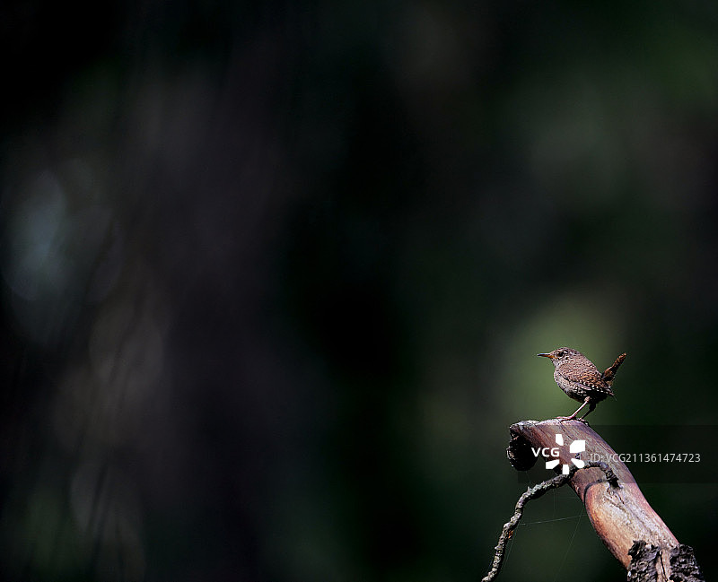 歌带鹀栖息在树枝上特写，埃斯波，芬兰图片素材