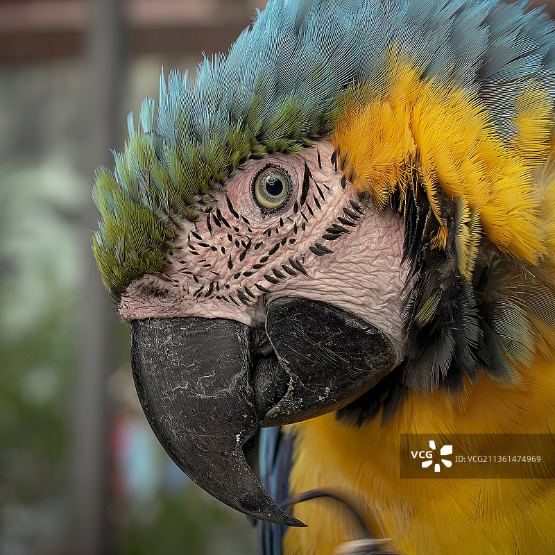 鸟类，孔雀特写图片素材