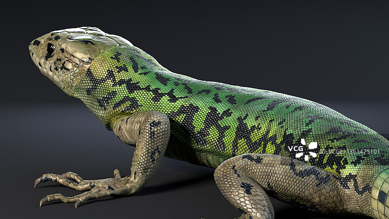 灰色背景上的绿色蜥蜴特写图片素材