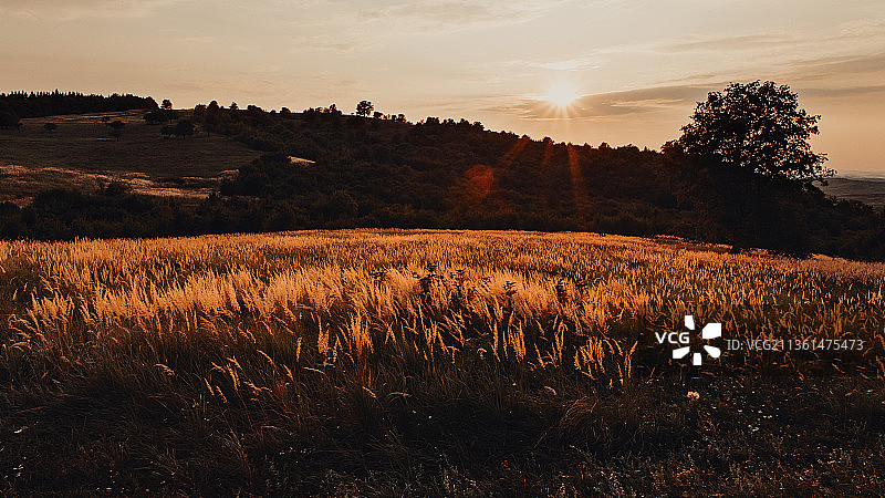 罗马尼亚比斯特里察日落时分的壮丽田野景色图片素材