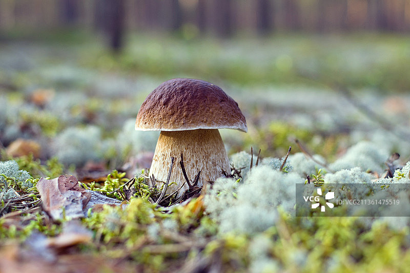 松树牛肝菌，生长在拉脱维亚田野上的蘑菇特写图片素材