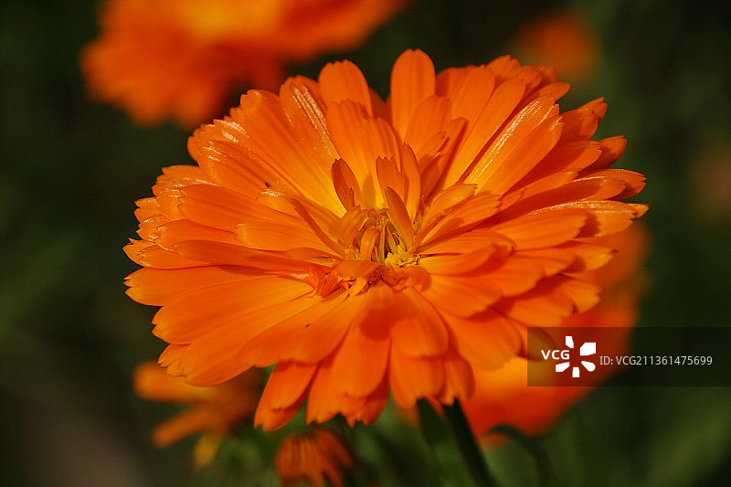 橙色金盏花特写图片素材