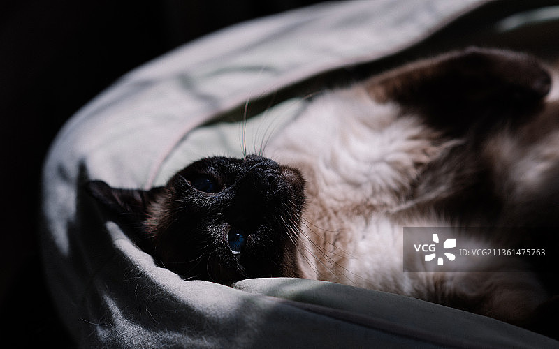 无需错过，小狗在黑色背景上放松的特写图片素材