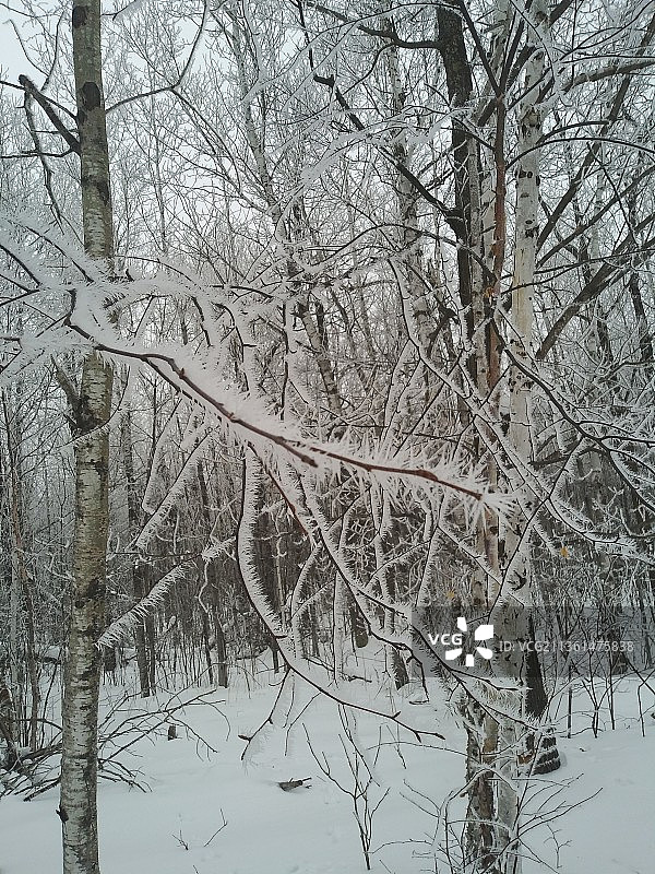 白雪覆盖的森林里的树木图片素材