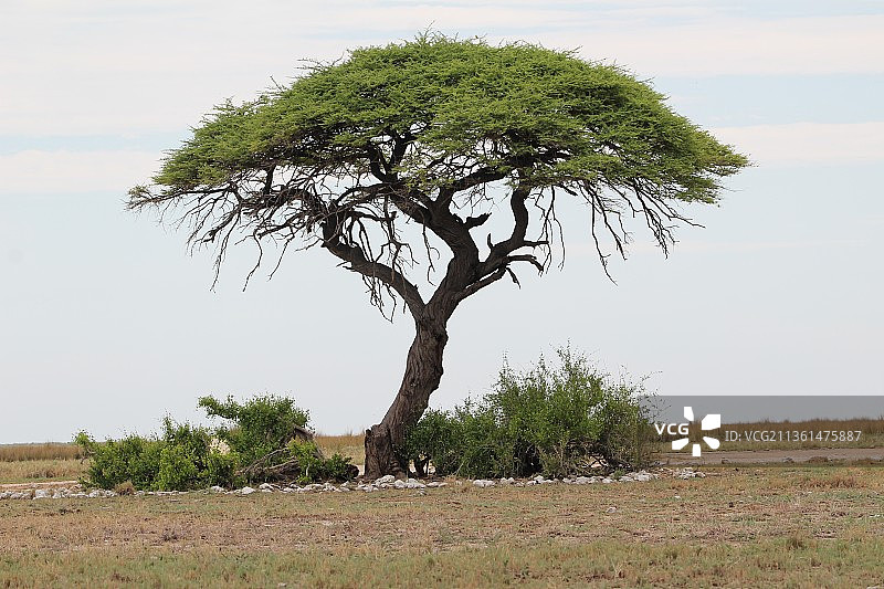 纳米比亚的田野树木景观图片素材