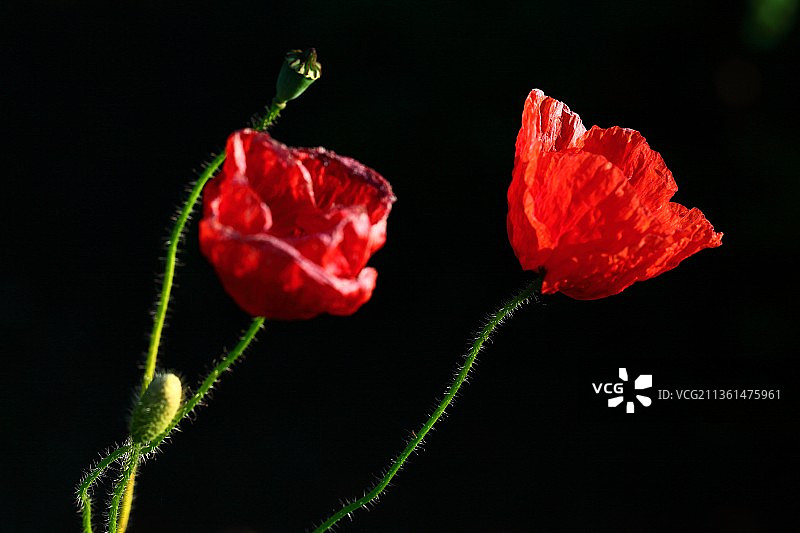 红色玫瑰特写图片素材