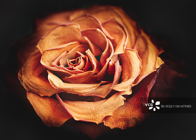 黑色背景下的玫瑰特写，荷兰图片素材