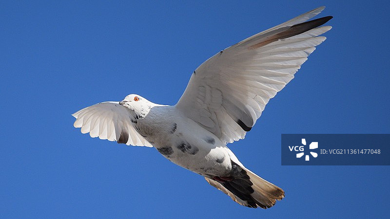 鸽子飞行，海鸥在晴朗蓝天下飞翔的低角度视图图片素材
