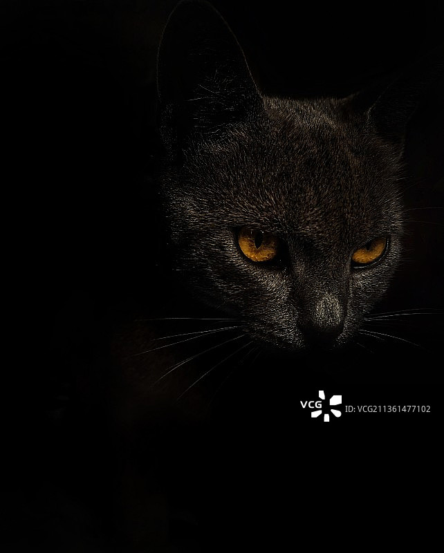 黑色背景上的猫特写图片素材