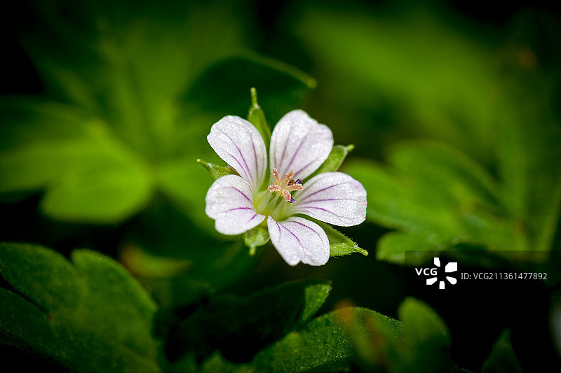 白色开花植物的天竺葵特写图片素材