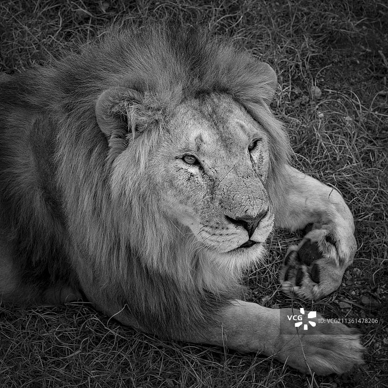 原野上休息的雄狮特写图片素材