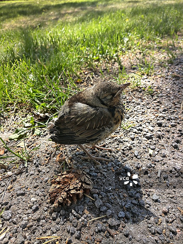 田鸫，拉普阿的田野鸭子高角度视图，芬兰图片素材