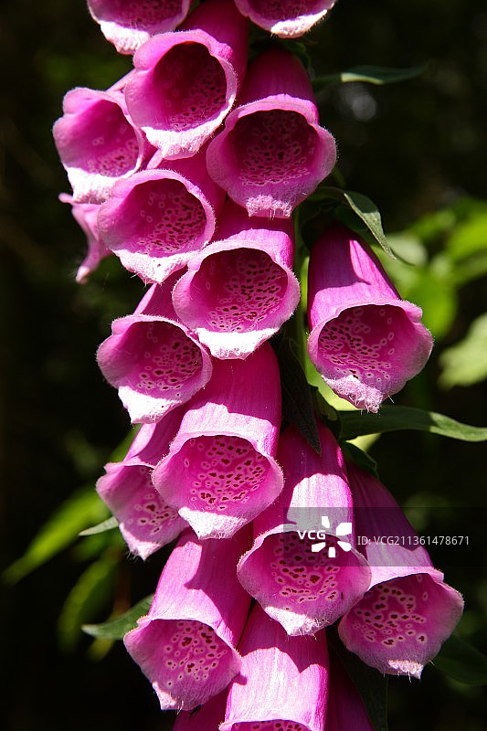 粉红毒药：粉色玫瑰花特写图片素材