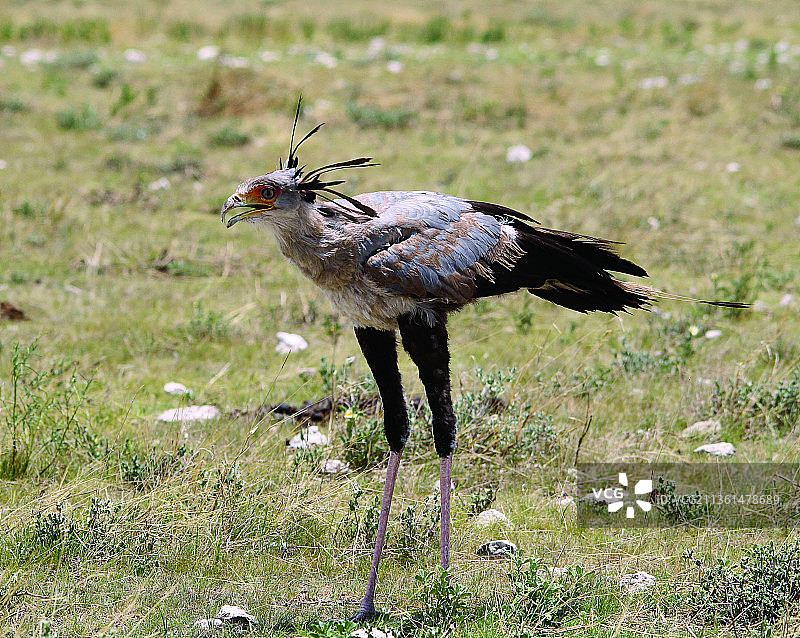 秘书鸟在草地上栖息的特写图片素材