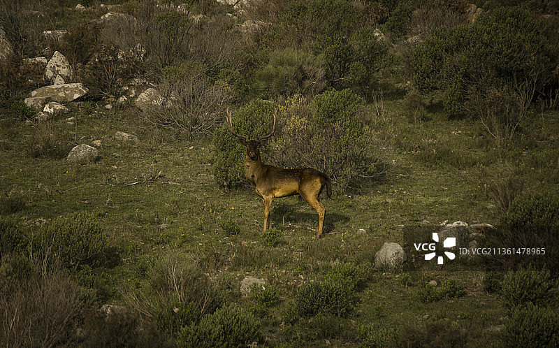 阿根廷布宜诺斯艾利斯省坦迪尔地区的田野上的鹿的侧视图图片素材